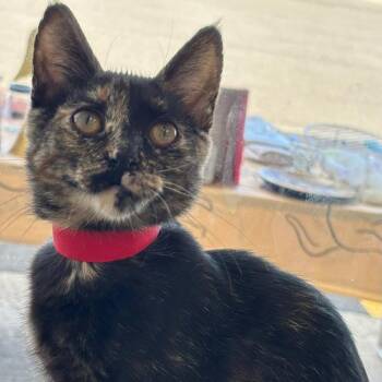 Patches -  Domestic Short Hair Cat for Adoption in Buffalo, New York - Patches | PetCurious