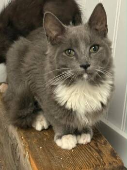 Domestic Long Hair Cats Available for Adoption in Telford, Pennsylvania - Lip (Free At Last Litter) Group 3 | PetCurious