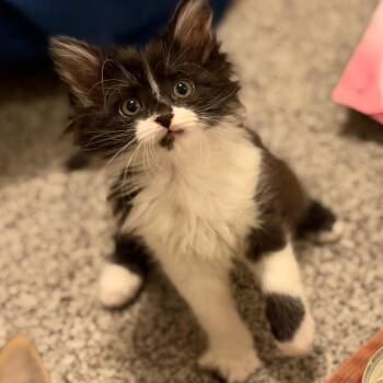 Cherry Starkey -  Domestic Long Hair Cat for Adoption in Morrison, Colorado - Cherry Starkey | PetCurious