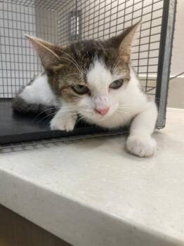 LEXI -  Domestic Medium Hair Cat for Adoption in Baytown, Texas - LEXI | PetCurious
