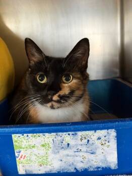 Brat Girl -  Domestic Short Hair Cat for Adoption in Port Jervis, New York - Brat Girl | PetCurious