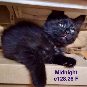 Foster Midnight -  Domestic Short Hair Cat for Adoption in Batavia, New York - Foster Midnight | PetCurious