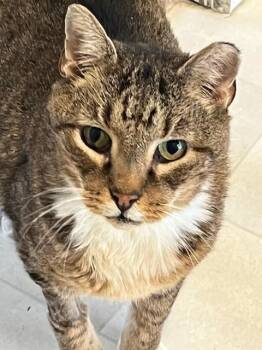 Domestic Short Hair Cats Available for Adoption in Queenstown, Maryland - Critter | PetCurious