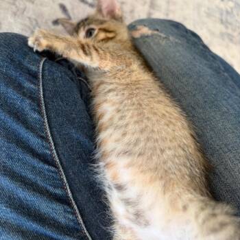 Domestic Short Hair Cats Available for Adoption - Bambi | PetCurious