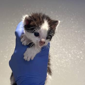 IVHS-Stray-138783 -  Domestic Short Hair Cat for Adoption in San Gabriel, California - IVHS-Stray-138783 | PetCurious