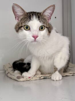 Rescue Domestic Short Hair Cats for Adoption in Alexandria, Virginia - Cinnamon | PetCurious