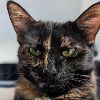 Rescue Domestic Short Hair Cats for Adoption in Villa Park, California - Mary Anne | PetCurious