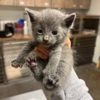 Domestic Short Hair Cats Available for Adoption in Ottawa, Kansas - Coleslaw | PetCurious