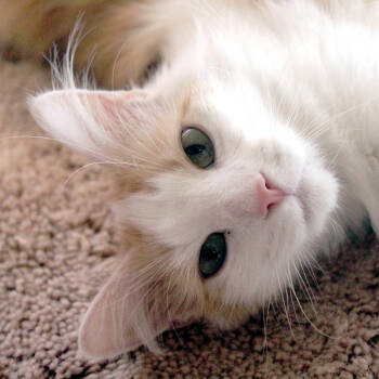 Rescue Domestic Long Hair Cats for Adoption in Des Moines, Iowa - Orisa | PetCurious