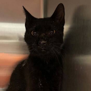 Harpy -  Domestic Short Hair Cat for Adoption in Shinnston, West Virginia - Harpy | PetCurious