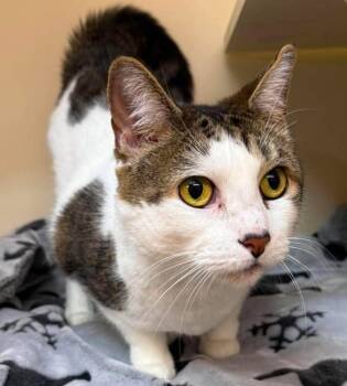 Coco Butter -  Domestic Short Hair Cat for Adoption in Sebastian, Florida - Coco Butter | PetCurious