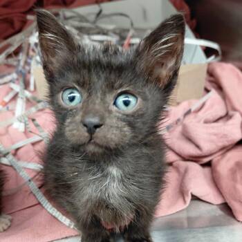 Dom -  Domestic Short Hair Cat for Adoption in Philadelphia, Pennsylvania - Dom | PetCurious
