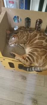 Jasmine - IL -  Bengal Cat Available for Adoption in Goose Creek, Kentucky - Jasmine - IL | PetCurious