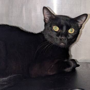 Rescue Domestic Short Hair Cats for Adoption in Titusville, Florida - Lucy | PetCurious