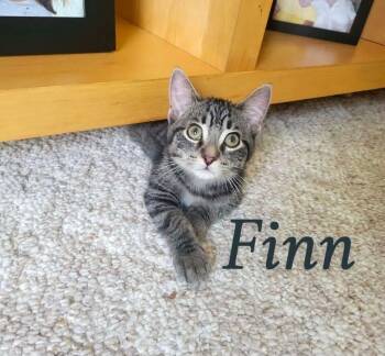 Finn -  Tabby Cat for Adoption in Saginaw, Michigan - Finn | PetCurious