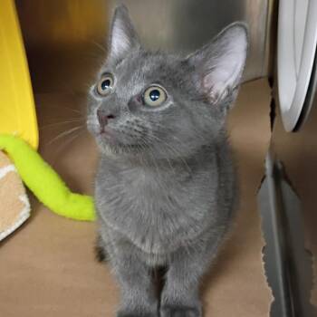 Asher -  Domestic Short Hair Cat for Adoption in Greenville, South Carolina - Asher | PetCurious