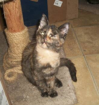 Domestic Short Hair Cats Available for Adoption - Dolly Whit (sweet, Playful Girl Who Loves To Snuggle!) | PetCurious