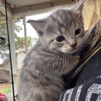 Slate 6182 -  Domestic Short Hair Cat Available for Adoption in Hamilton, Georgia - Slate 6182 | PetCurious