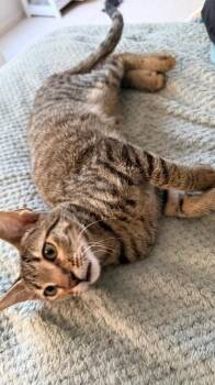 Chai - Tea Time Litter -  Tabby Cat for Adoption in Anthem, Arizona - Chai - Tea Time Litter | PetCurious