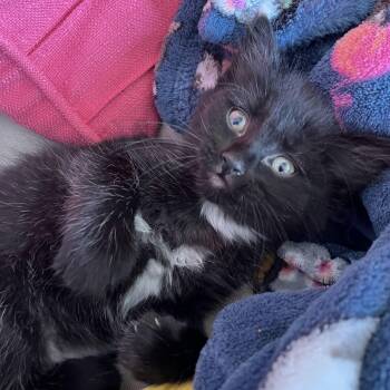 Jasmine -  Domestic Short Hair Cat Available for Adoption in MS STATE UNIV, Mississippi - Jasmine | PetCurious