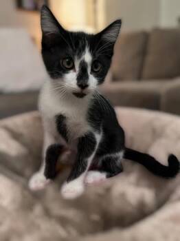 Boris Kotenok -  Domestic Short Hair and Tuxedo Cat for Adoption in Chandler, Arizona - Boris Kotenok | PetCurious