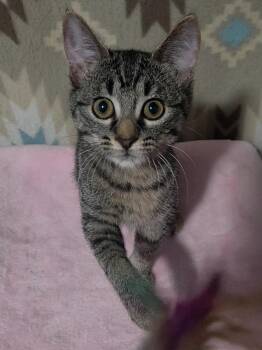 Caterpillar -  Domestic Short Hair Cat for Adoption in Shawnee, Kansas - Caterpillar | PetCurious
