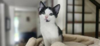 Nettie -  Domestic Short Hair Cat Available for Adoption in Richmond, Virginia - Nettie | PetCurious
