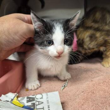 Domestic Short Hair Cats Available for Adoption in Ardmore, Oklahoma - Freeway | PetCurious