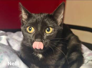 Rescue Domestic Short Hair Cats for Adoption in Crossville, Tennessee - Nelli | PetCurious