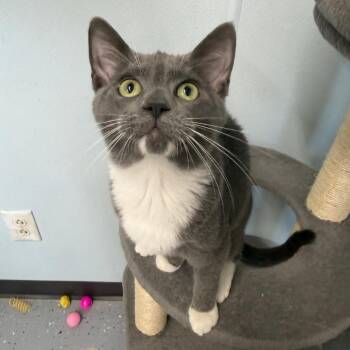 Bikini -  Domestic Short Hair Cat for Adoption in Pontiac, Illinois - Bikini | PetCurious