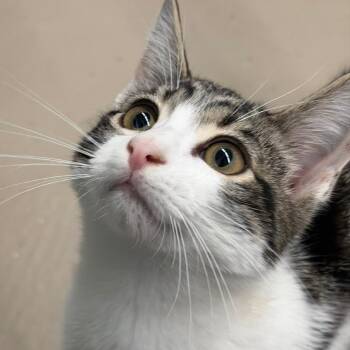 Batman -  Domestic Short Hair Cat for Adoption in Pittsford, Vermont - Batman | PetCurious