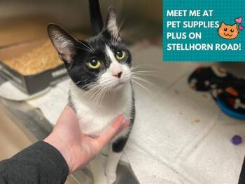 Domestic Short Hair Cats Available for Adoption in Fort Wayne, Indiana - MAUDE | PetCurious