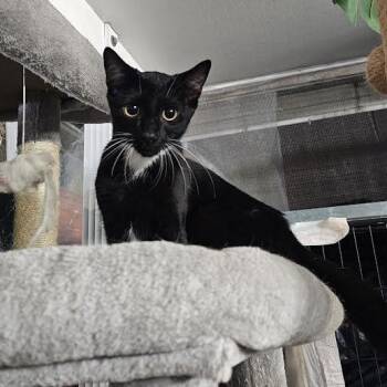 Bombay Cats Available for Adoption in Coral Gables, Florida - Kissy | PetCurious