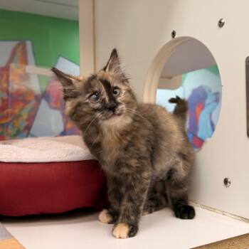 Alexandra Fuller -  Domestic Short Hair Cat for Adoption in Cheyenne, Wyoming - Alexandra Fuller | PetCurious