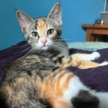 Freya -  Domestic Short Hair Cat for Adoption in Kenosha, Wisconsin - Freya | PetCurious