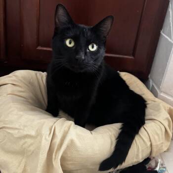 Eclipse -  Domestic Short Hair Cat for Adoption in Greensboro, Georgia - Eclipse | PetCurious