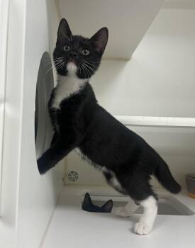Sunny -  Domestic Short Hair Cat for Adoption in Reisterstown, Maryland - Sunny | PetCurious