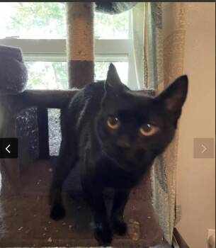 Mama Chloe 2023 -  Domestic Short Hair Cat for Adoption in Virginia Beach, Virginia - Mama Chloe 2023 | PetCurious