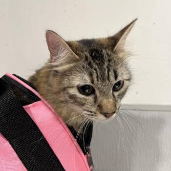 Carmel -  Domestic Long Hair Cat for Adoption in Tampa, Florida - Carmel | PetCurious