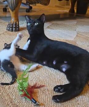 Big Girl -  Domestic Short Hair Cat for Adoption in Sedalia, Colorado - Big Girl | PetCurious