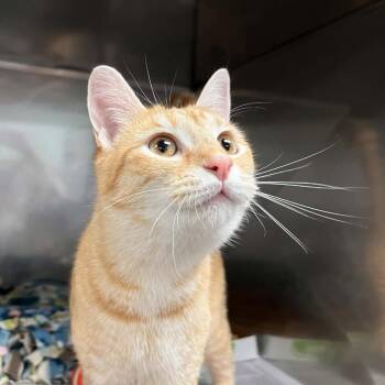 Domestic Short Hair Cats Available for Adoption - Halcyon | PetCurious