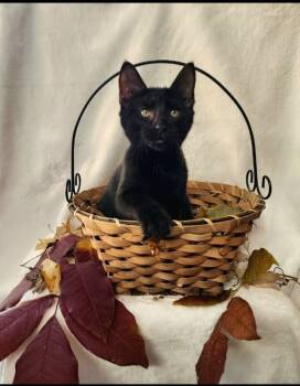Rescue Domestic Short Hair Cats for Adoption in Georgetown, Ohio - Molecule | PetCurious