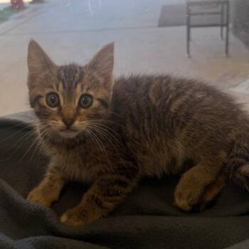 Millie -  Domestic Short Hair Cat for Adoption in Fort Bragg, California - Millie | PetCurious