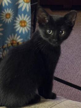 Beauty -  Domestic Short Hair Cat for Adoption in Port Republic, Maryland - Beauty | PetCurious