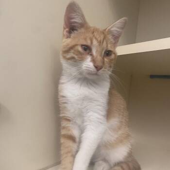 Alfred -  Domestic Short Hair Cat for Adoption in Dayton, Ohio - Alfred | PetCurious