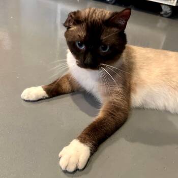 Domestic Short Hair Cats Available for Adoption in Lodi, California - Frederick | PetCurious