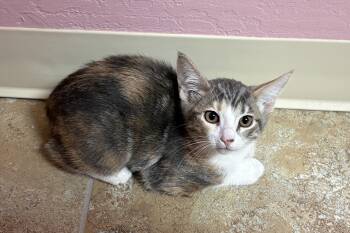 Koe -  Domestic Short Hair Cat for Adoption in Fountain Hills, Arizona - Koe | PetCurious