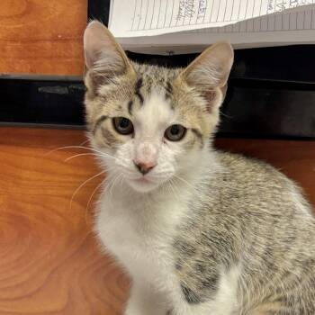 Sweetie -  Domestic Short Hair Cat for Adoption in Sonora, California - Sweetie | PetCurious
