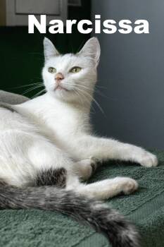 Rescue Domestic Short Hair Cats for Adoption in Macomb, Illinois - Narcissa | PetCurious