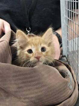 Emory -  Domestic Short Hair Cat for Adoption in Sevierville, Tennessee - Emory | PetCurious